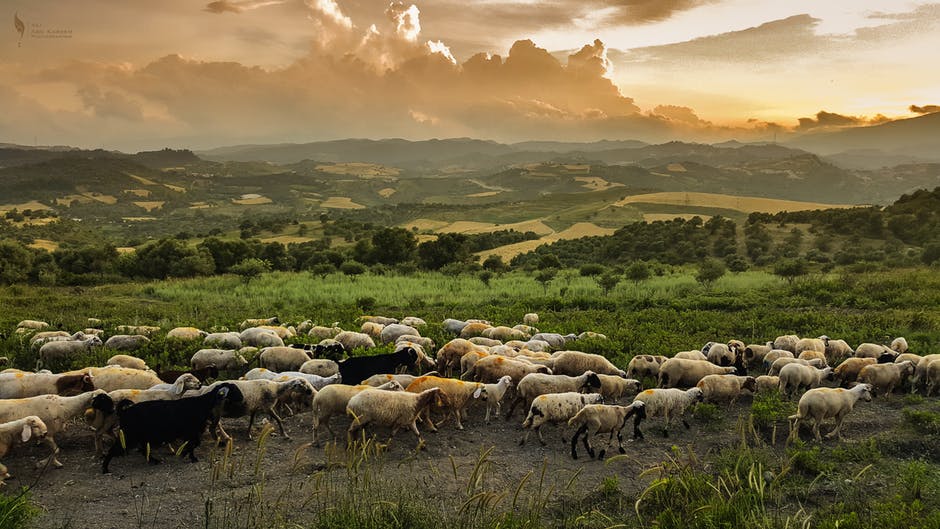 organic farming vs chemical farming