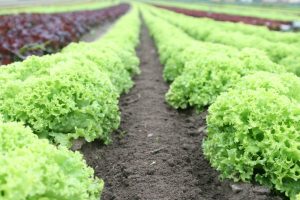 Methods of organic farming, organic and yourhealth