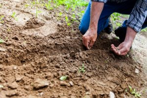 Techniques, Organic Farming Methods