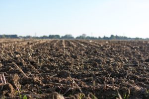 Organic Farming methods and technique